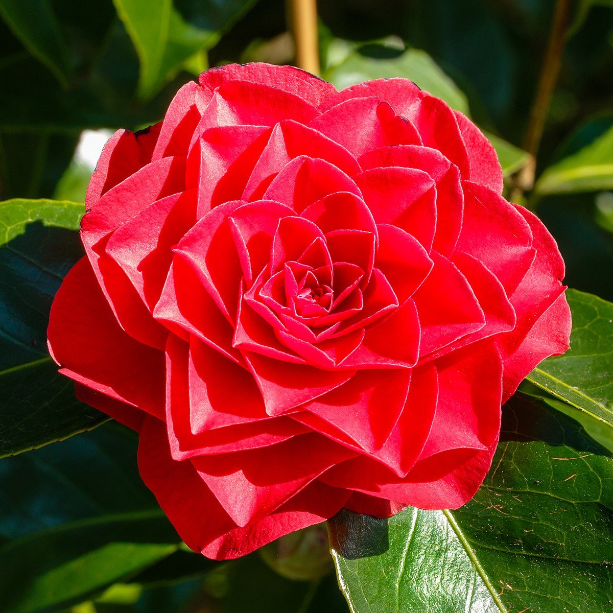 Camellia Roger Hall (Camellia japonica) - Ladybird Nursery