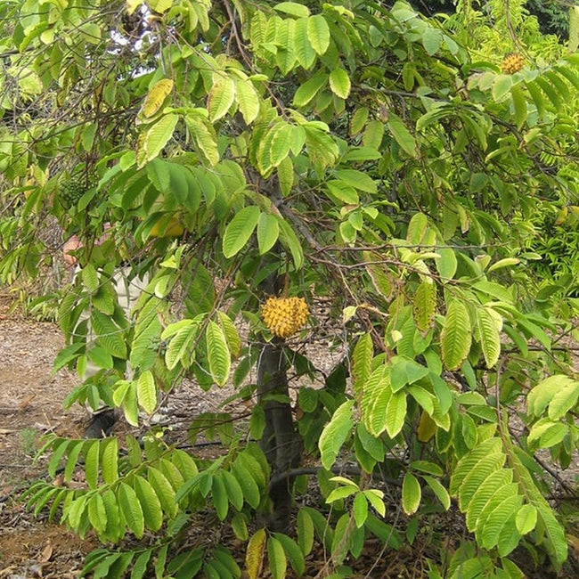 Rollinia Biriba