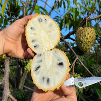 Rollinia Brazilian Custard Apple