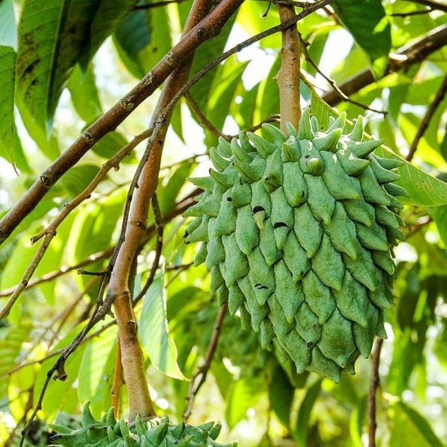 Rollinia Brazilian Custard Apple - Ladybird Nursery