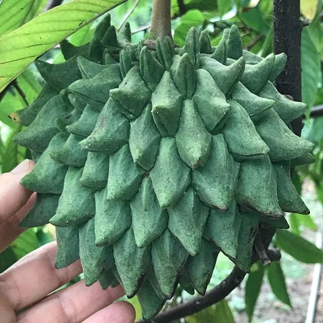 Rollinia Limberlost - Ladybird Nursery