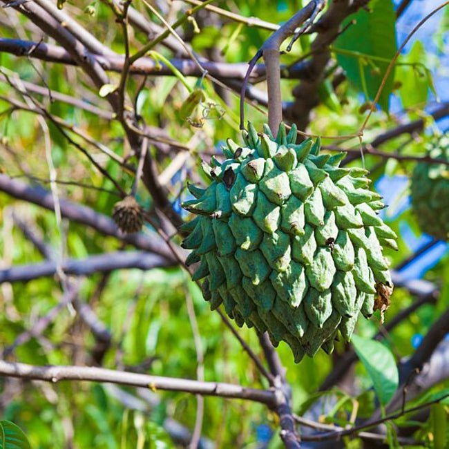 Rollinia Sputnik - Ladybird Nursery
