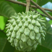 Rollinia Sputnik - Ladybird Nursery