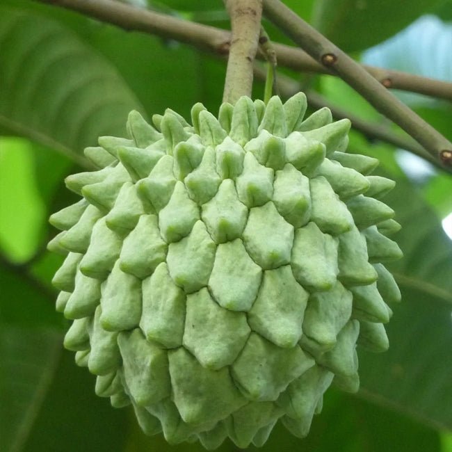Rollinia Sputnik - Ladybird Nursery