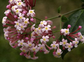 Yellow Throat (Rondeletia amoena)