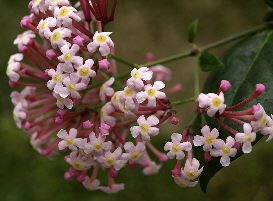 Yellow Throat (Rondeletia amoena) - Ladybird Nursery