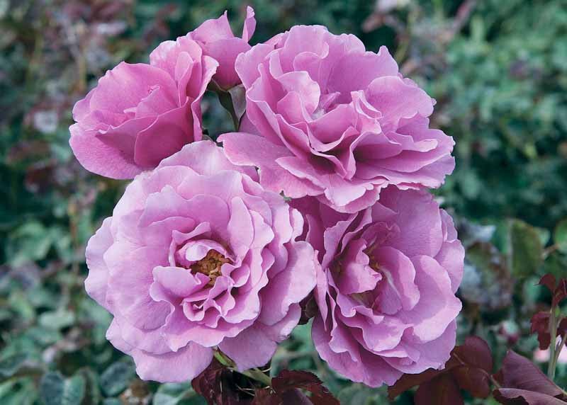 Rose Angel Face 3 ft Standards (Rosa) - Ladybird Nursery
