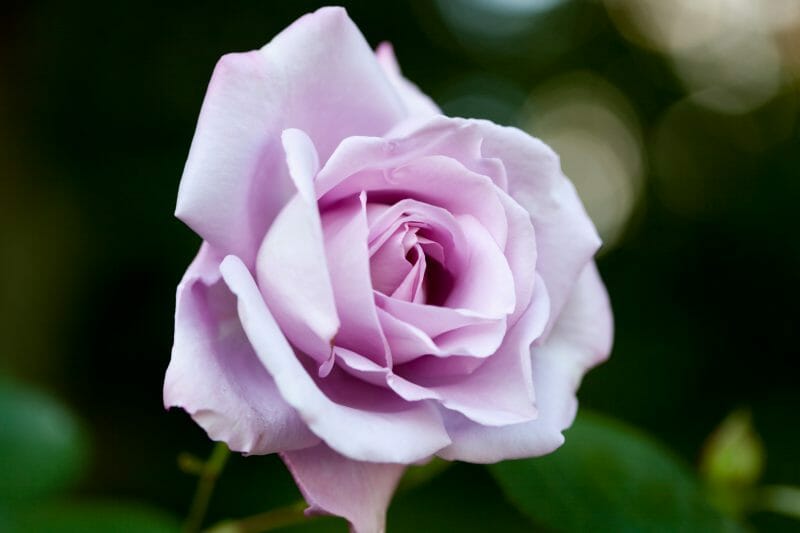 Rose 'Blue Moon' 4ft Standards (PICKUP ONLY) - Ladybird Nursery