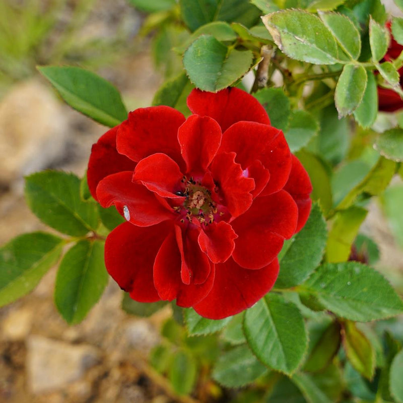 Rose Flower Carpet Red (Rosa)