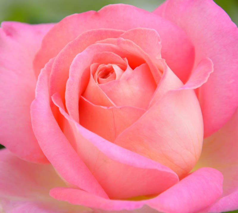 Rose Chicago Peace (Rosa) - Ladybird Nursery