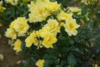 Rose Flower Carpet Gold (Rosa) - Ladybird Nursery