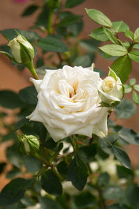 Rose Jewel Miniature White (Rosa)