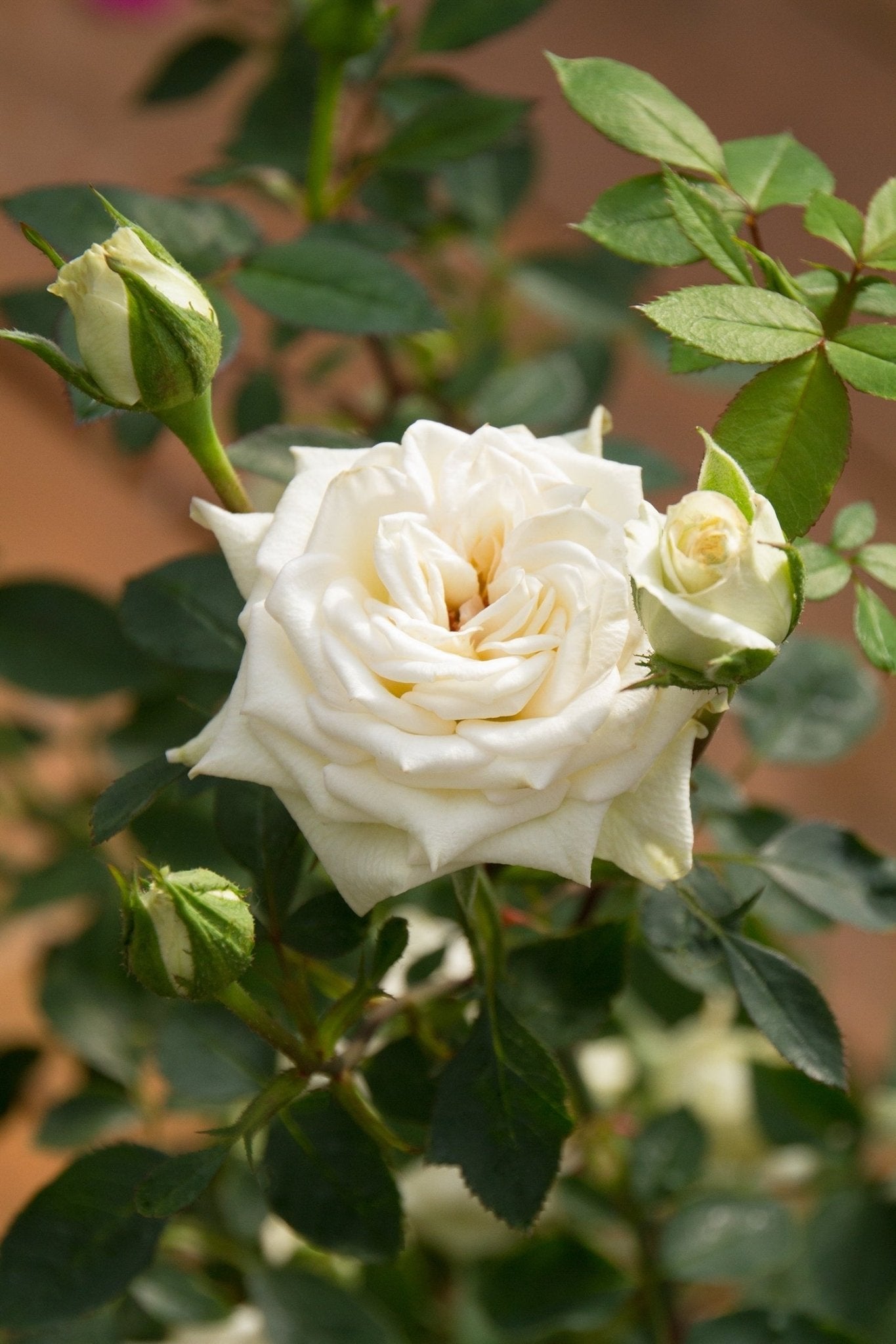 Rose Jewel Miniature White (Rosa) - Ladybird Nursery