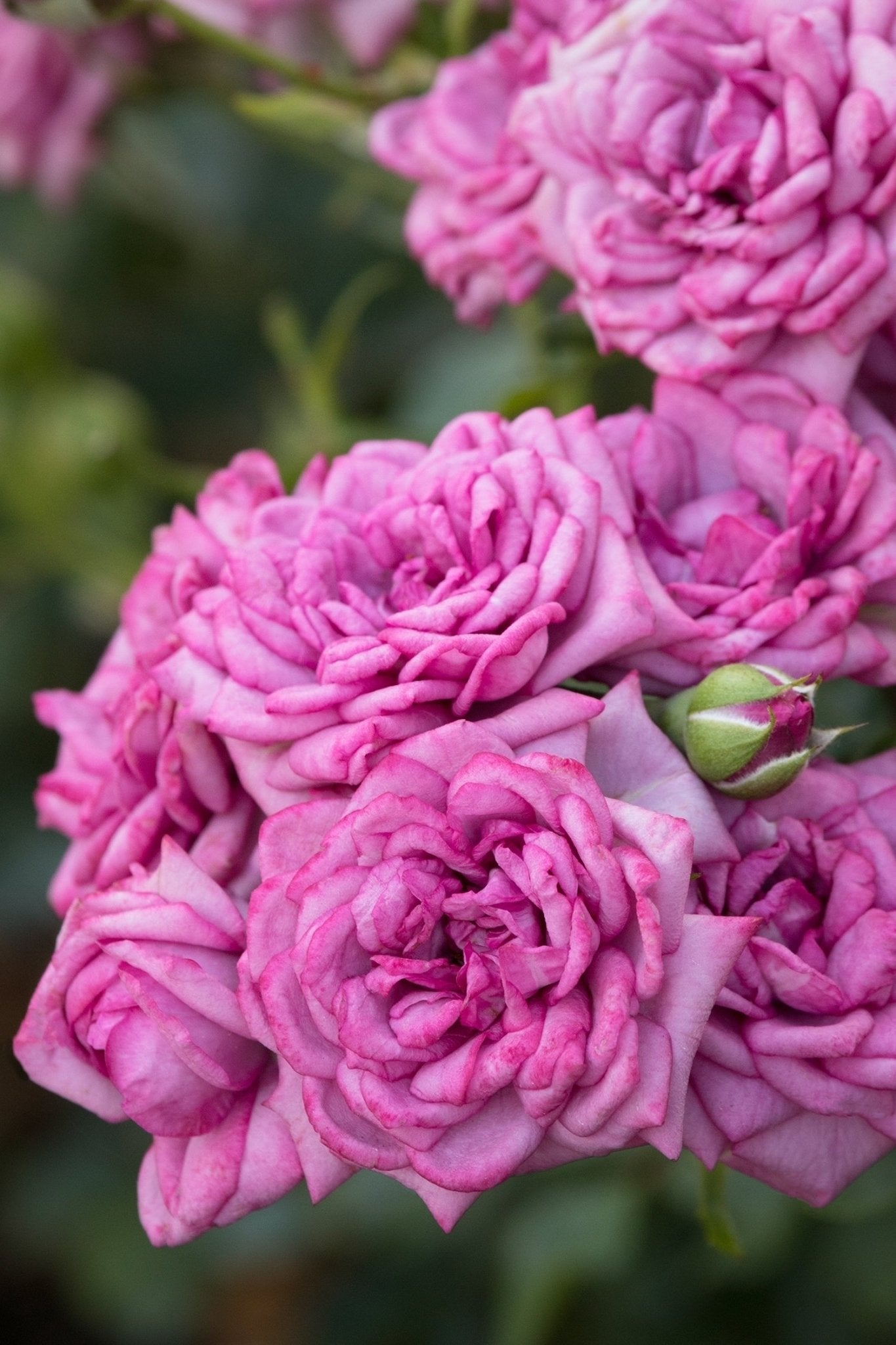Rose Jewel Miniature Merlot (Rosa) - Ladybird Nursery