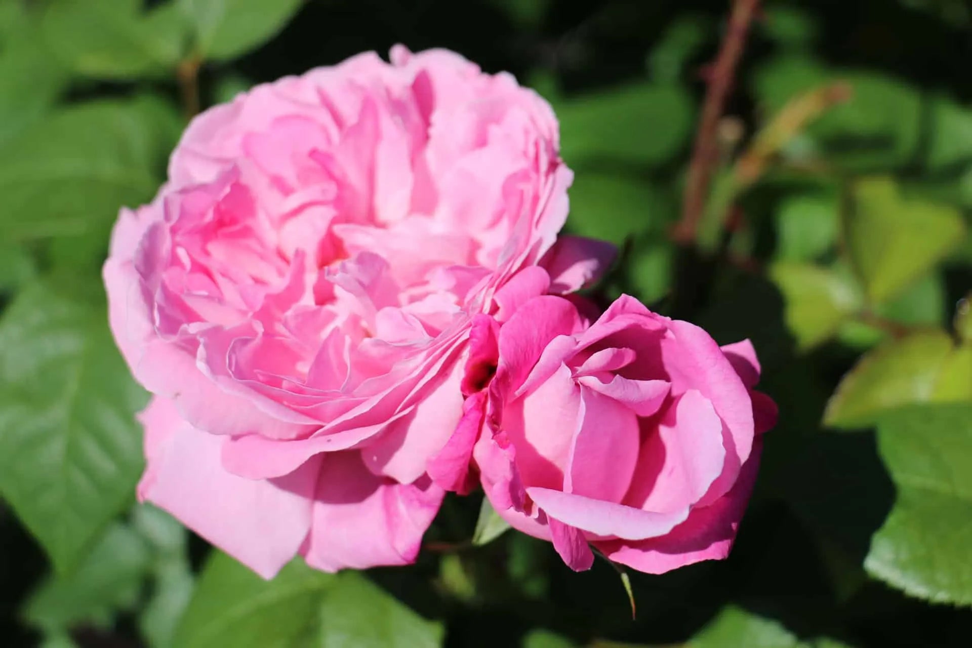 Rose Mary 3 ft Standards (Rosa) - Ladybird Nursery