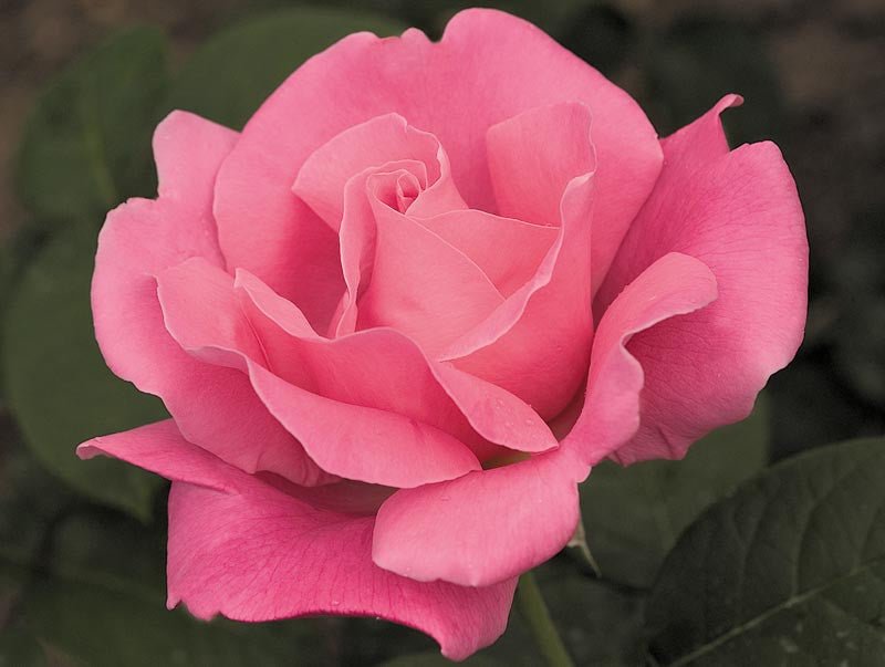 Rose Perfume Delight 3 ft Standards (Rosa) - Ladybird Nursery