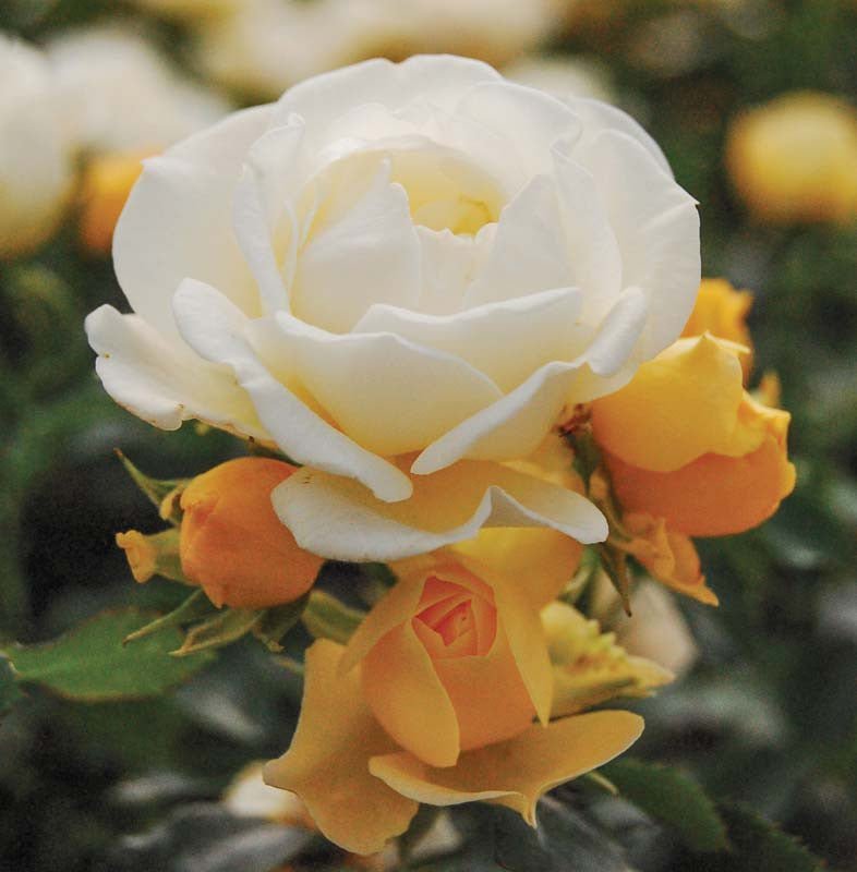 Rose DRIFT® Popcorn (Rosa) - Ladybird Nursery