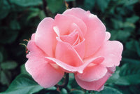 Rose Queen Elizabeth (Rosa) - Ladybird Nursery