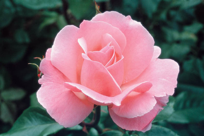 Rose Queen Elizabeth 2 ft Standards (Rosa)
