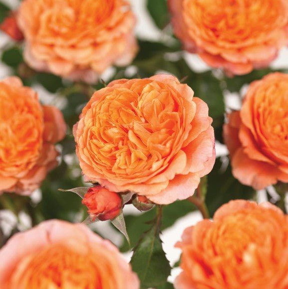Rosa Terrazza® Meteor King (Rosa) - Ladybird Nursery