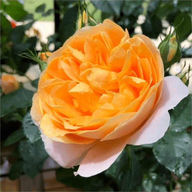 Rose Terrazza Assorted (Rosa)