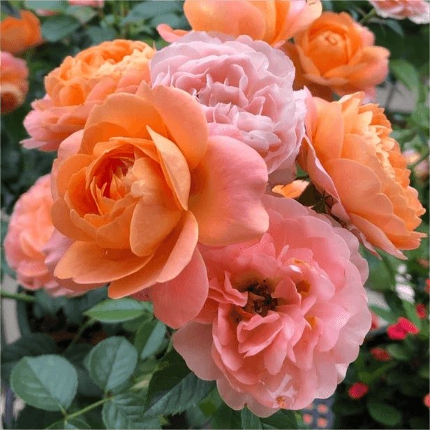 Rosa Terrazza® Scented Peach (Rosa)