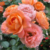 Rosa Terrazza® Scented Peach (Rosa) - Ladybird Nursery