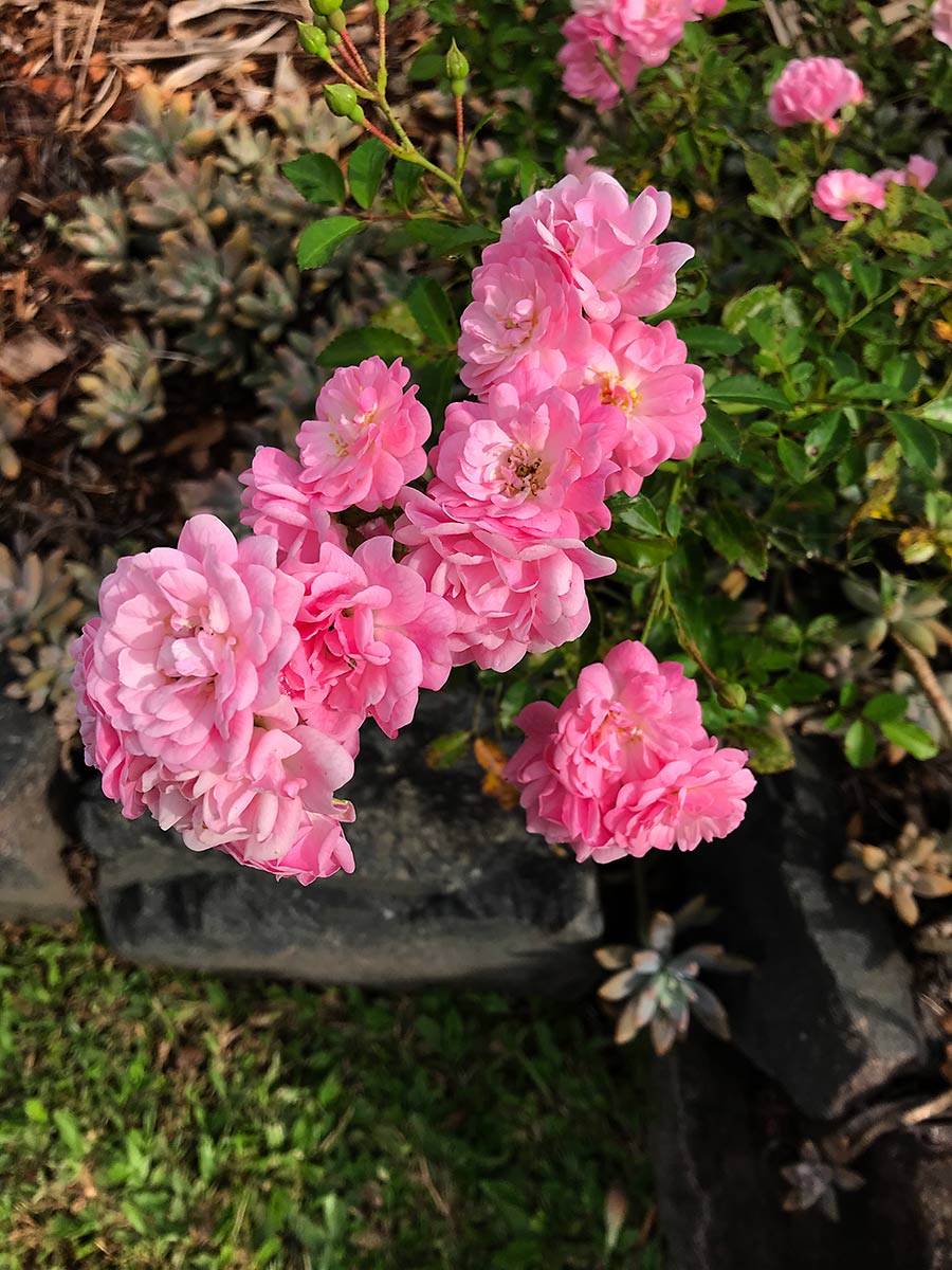 Rose Montville (Rosa) - Ladybird Nursery