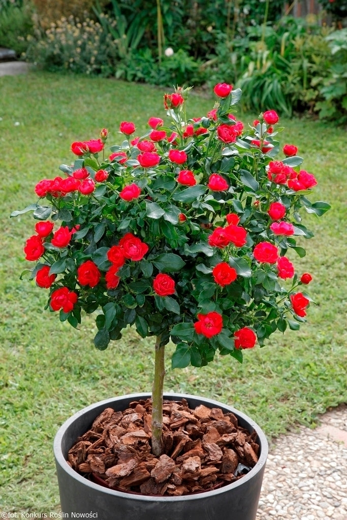 Rose Meibenbino (Zepeti® var.)