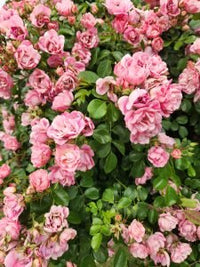 Rose Flower Carpet Appleblossom (Rosa) - Ladybird Nursery