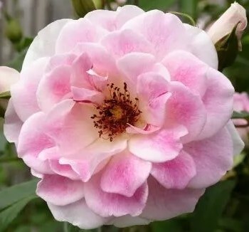 Rose 'Blushing Pink Iceberg'
