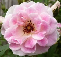 Rose 'Blushing Pink Iceberg' - Ladybird Nursery