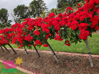 Rose La Sevillana 3 ft Standards (Rosa) - Ladybird Nursery