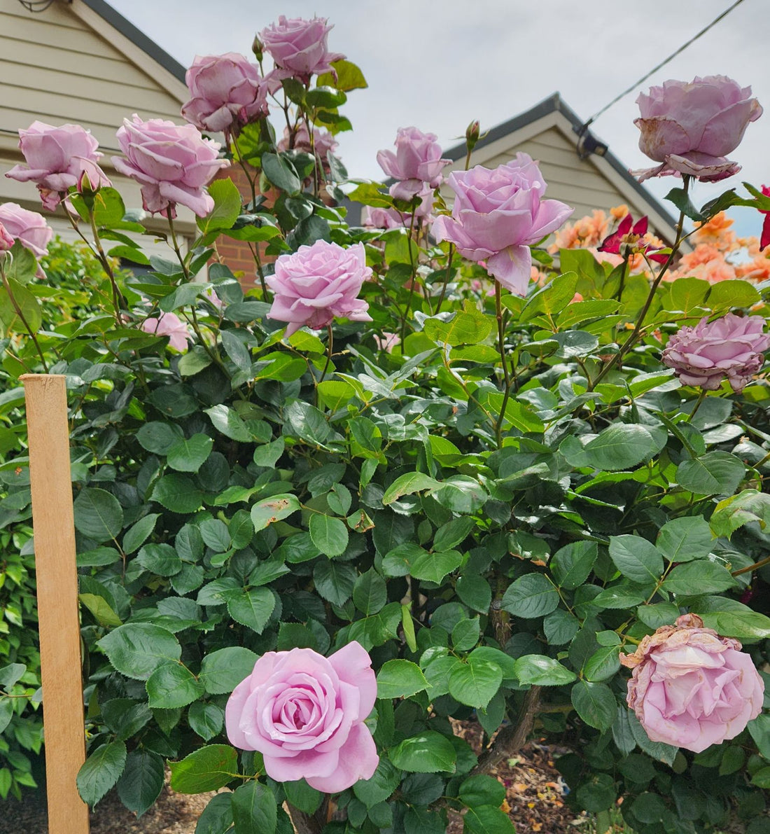Rose Blue Moon 3 ft Standards (Rosa) - Ladybird Nursery
