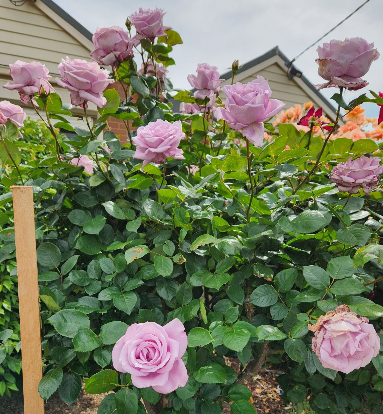 Rose Blue Moon 4ft Standards (PICK UP ONLY)