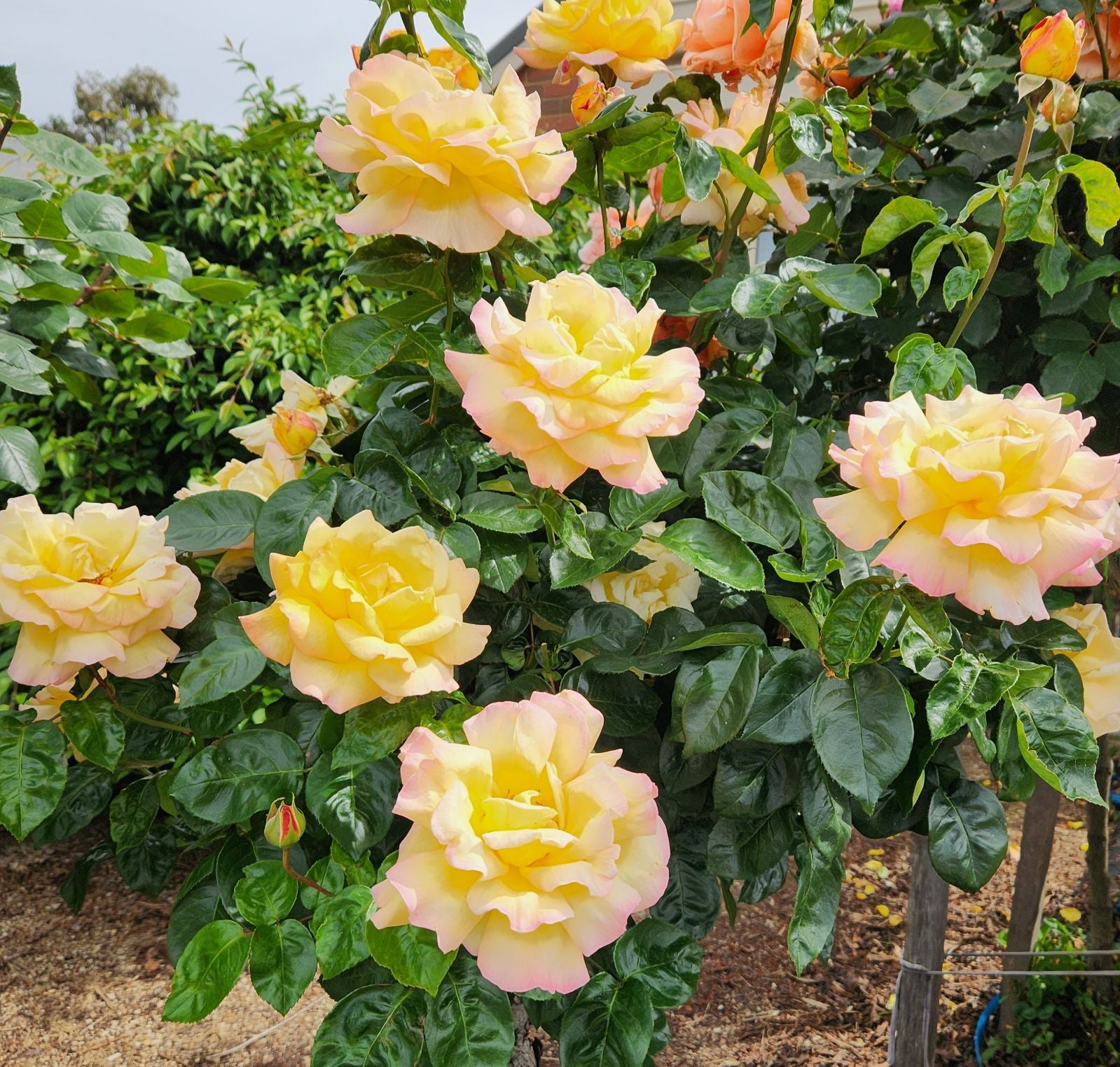 Rose Peace 3 ft Standards (Rosa) - Ladybird Nursery