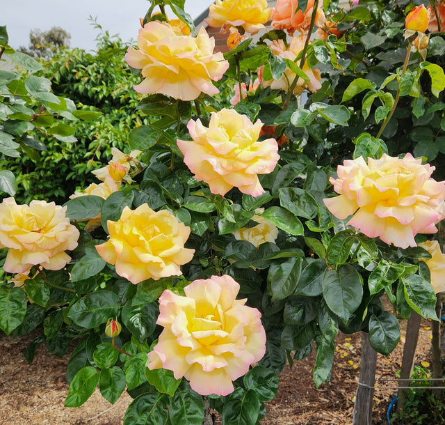 Rose Peace 3 ft Standards Plant – Buy Now! – Ladybird Nursery
