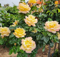 Rose 'Peace' 2ft Standard - Ladybird Nursery