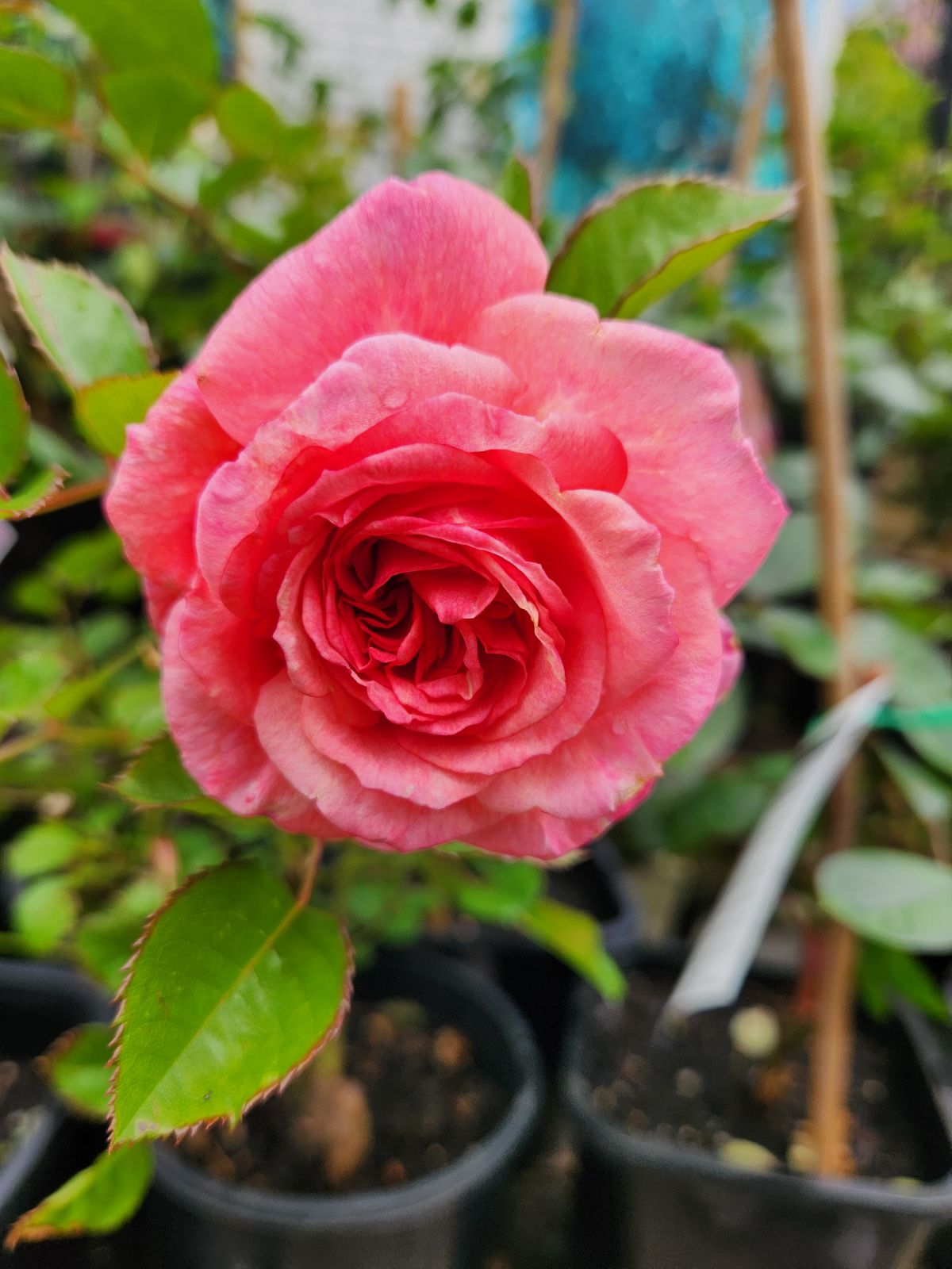 Rose Sexy Rexy 3 ft Standards (Rosa) - Ladybird Nursery