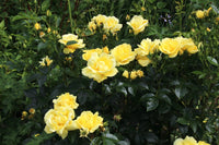 Rose Flower Carpet Gold (Rosa) - Ladybird Nursery