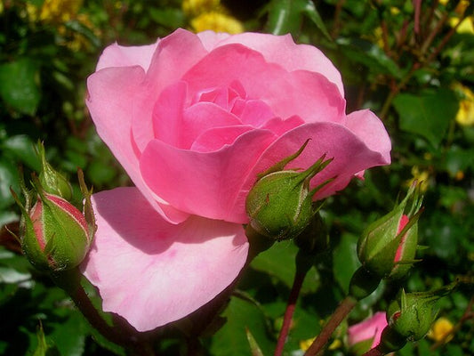 Rose Bonica (Rosa)