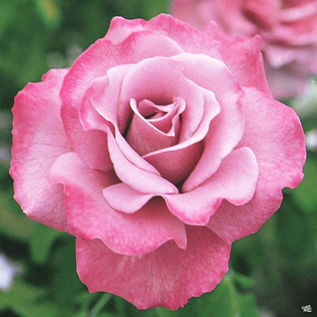 Rose Angel Face 2 ft Standards (Rosa) - Ladybird Nursery