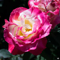 Rose 'Double Delight' 2ft Standard