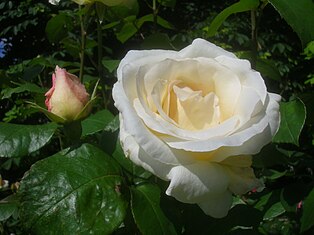 Rose Pascali (Rosa)