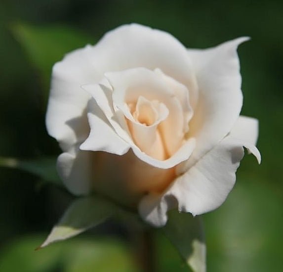 Rose Pascali (Rosa) - Ladybird Nursery