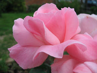 Rose Queen Elizabeth (Rosa) - Ladybird Nursery