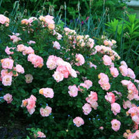 Rose DRIFT® Peach (Rosa)