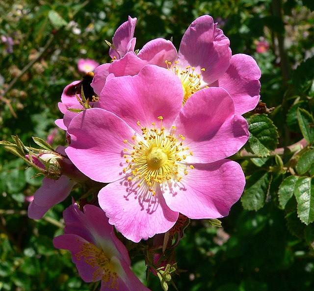 Rose Single Pink Climbing (Rosa spp.)