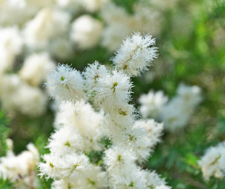 Swamp Paperbark (Melaleuca ericifolia)
