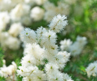 Swamp Paperbark (Melaleuca ericifolia) - Ladybird Nursery